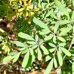 Ruta chalepensis Leaf
