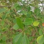 Erythroxylum suberosum Folla