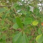 Erythroxylum havanense Leaf