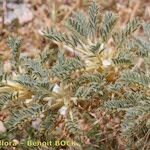 Astragalus armatus Altres