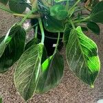 Philodendron tatei Leaf