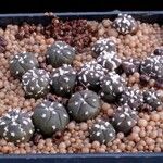 Astrophytum asterias Агульны выгляд