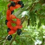 Cojoba arborea Fruit