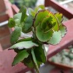 Kalanchoe laxiflora Leaf