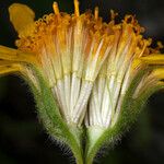 Arnica latifolia 花