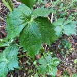 Ranunculus aconitifolius Blad