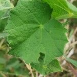 Abutilon grandiflorum Folla