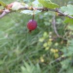 Ribes inerme Fruto