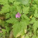 Geranium purpureumЦветок