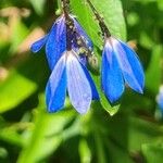 Billardiera heterophylla Flower