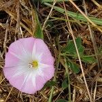 Convolvulus arvensisLorea