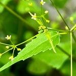 Spananthe paniculata Цвят