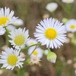 Erigeron strigosusFlower