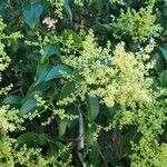 Ligustrum lucidumЦветок