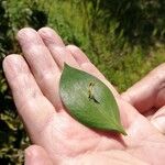 Ruscus hypophyllumDeilen