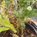 Achillea distans Hoja
