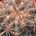 Ferocactus pilosus Ліст