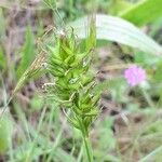 Carex spicata Blomst