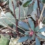 Euphorbia × martini Azala