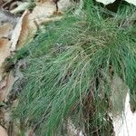 Festuca filiformis ഇല