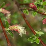 Salix caesia Fula