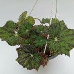 Begonia hydrocotylifolia Ліст