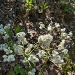 Pseudognaphalium californicum Flower