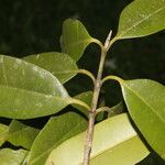 Calophyllum brasiliense Feuille