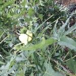 Abelmoschus moschatus Floare