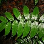 Diplaziopsis javanica Leaf