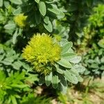 Lespedeza capitataFlower