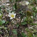 Gagea serotina Flower