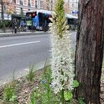 Eremurus robustus Цвят