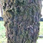 Liquidambar styraciflua Ekosanga