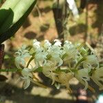 Cyrtorchis ringens Flower