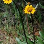 Helianthella californica Flower