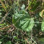 Plantago major Лист