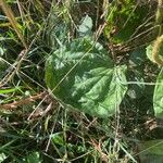 Plantago major Hoja