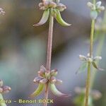 Galium verticillatum Drugo