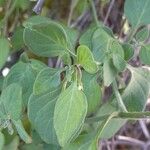 Salpichroa origanifolia Feuille