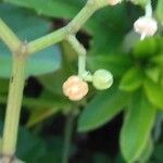 Causonis japonica Flower