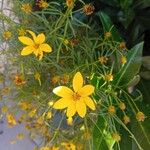 Coreopsis verticillataŽiedas