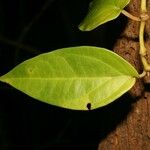 Piper borbonense Leaf