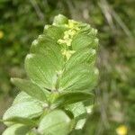 Cruciata glabraLeaf