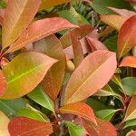 Photinia serratifolia Blad