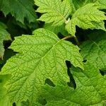 Hydrangea quercifoliaBlad