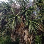 Sabal mexicana 整株植物