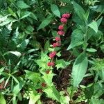 Chenopodium capitatum Leaf