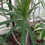 Cordyline stricta ഇല