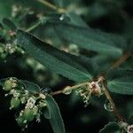 Euphorbia nutansFlower